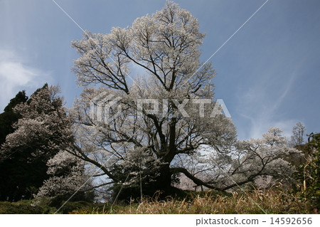 Millennium cherry blossoms at Buddha Temple 14592656