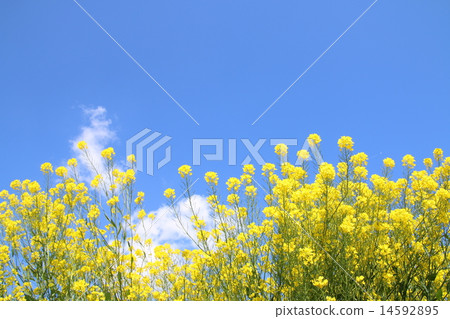 強姦開花 14592895