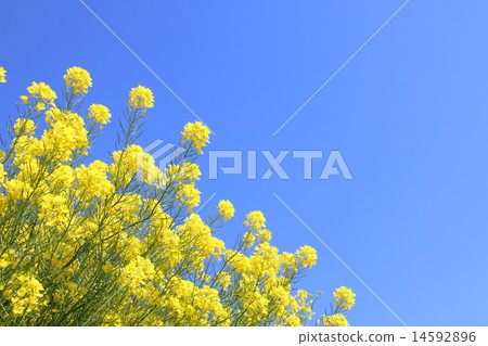 強姦開花 強姦開花 14592896