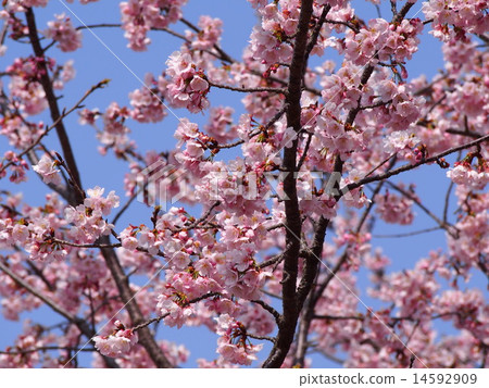 Anzai cold cherry tree 14592909