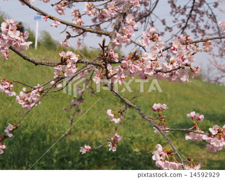 Anzai cold cherry tree 14592929