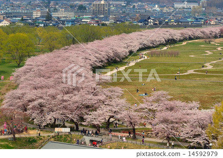 Cherry blossom trees in northeast 14592979