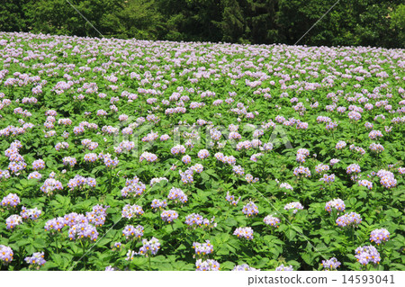 Kamifurano-cho Hokkaido potato field Kamifurano-cho Hokkaido potato field 14593041