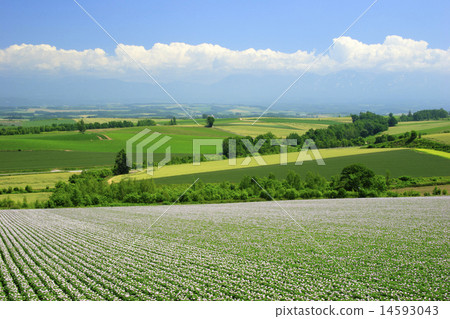 美瑛北海道美瑛町山 14593043