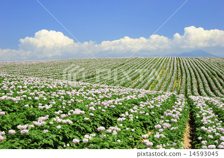 Kamifurano-cho Hokkaido Potato field and cumulus cloud 14593045