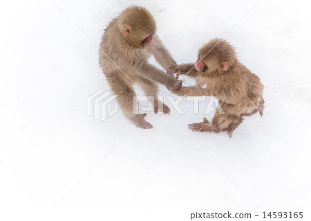Monkey who is playing with snowball Child of monkey idle in a snowball 14593165