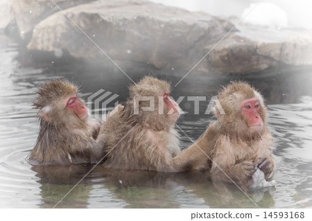 洗了一個溫泉的猴子猴子用洗澡洗一個人的背部 14593168