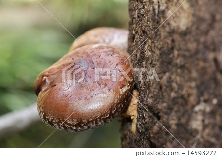 Shiitake mushroom Shiitake mushroom 14593272