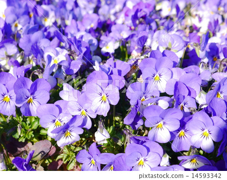 Floor-wide pansy Floor-wide pansy 14593342