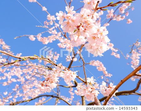 Contrast between sky and cherry blossoms Contrast between sky and cherry blossoms 14593343