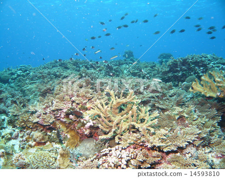 Various corals of Okinawa · Iriomote Island 14593810