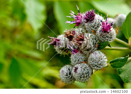 bright purple flower bright purple flower 14602100