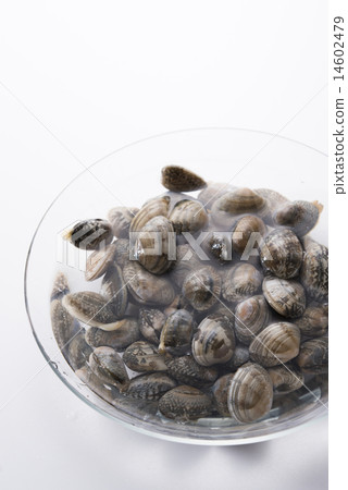 Sandless clams 14602479