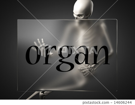 organ word on glass and skeleton 14606244
