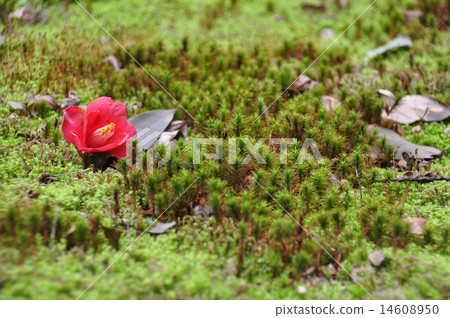 山茶花和苔蘚 14608950