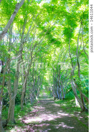 Fresh green road 14611044