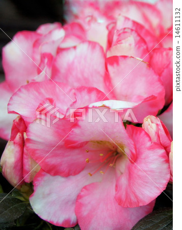 图库照片: 大理石图案杜鹃花