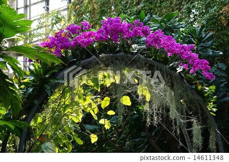 Flower Arches 14611348
