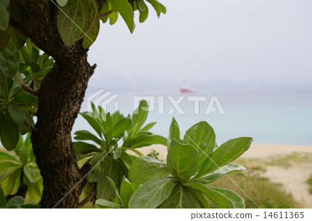 Monpa樹和海 Monpa樹和海 14611365