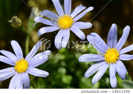 被迷惑的藍色花藍色雛菊 14611599