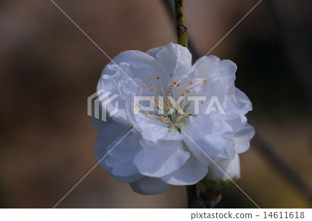 Shihori White 14611618