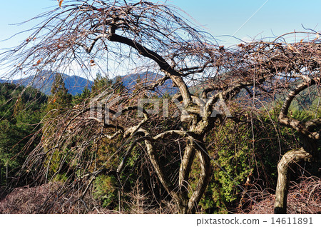 Prickly chestnut 14611891