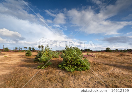 spruce on sand dunes and blue sky 14612599