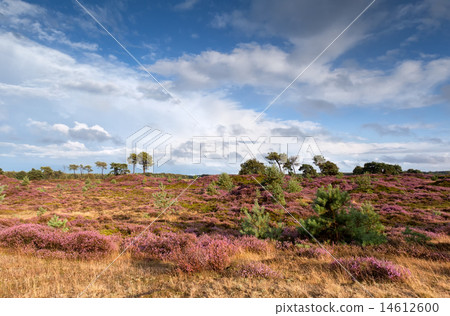 flowering heather and blue sky 14612600