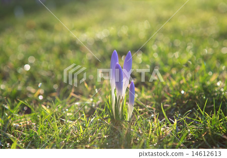 purple crocus flowers on green grass 14612613