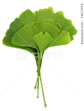 ginkgo biloba leaves isolated on white background 14613058