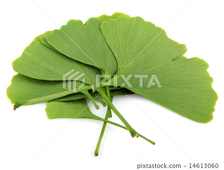 ginkgo biloba leaves isolated on white background 14613060