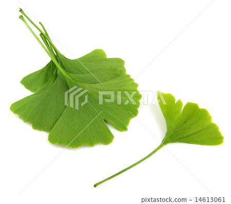 ginkgo biloba leaves isolated on white background 14613061
