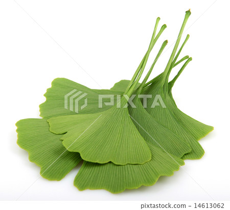 ginkgo biloba leaves isolated on white background 14613062