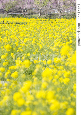 盛開的油菜花〉 盛開的油菜花〉 14613561