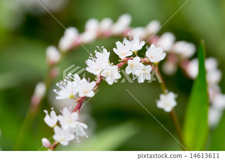 Sakuratade Sakuratade 14613611