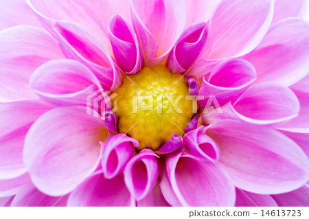 Dahlia closeup variety (fireworks cherry) 14613723