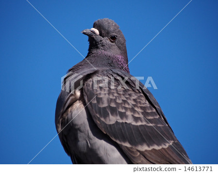 Under the blue sky, cute eyes doing pigeons Under the blue sky, cute eyes doing pigeons 14613771
