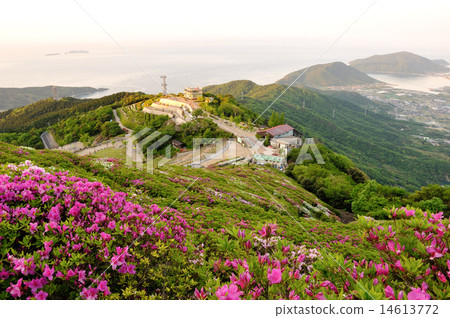 Azalea of Ohira mountain Azalea of Ohira mountain 14613772