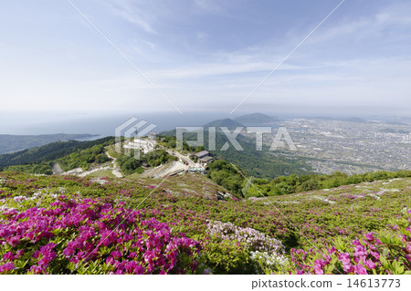 Azalea of Ohira mountain Azalea of Ohira mountain 14613773