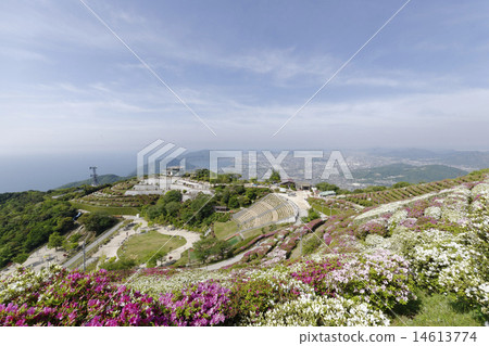 Azalea of Ohira mountain Azalea of Ohira mountain 14613774