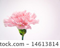 Pink carnation 14613814