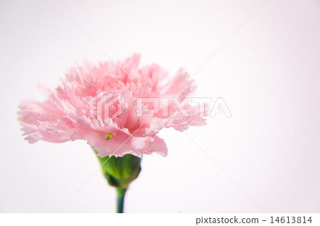 Pink carnation 14613814