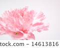 Pink carnation 14613816