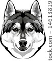 head husky 14613819