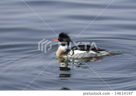 Mr. Umiisa Mr. Umiisa 14614197