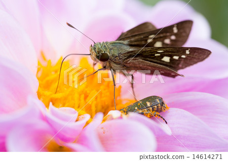 Ichimon dieseli和dahlia（品種是螢火蟲櫻桃樹） 14614271