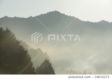 晨光和霧森林/三重町,三重縣 晨光和霧森林/三重町,三重縣 14614273