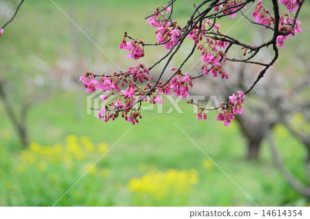 與強姦花後面的櫻花花 與強姦花後面的櫻花花 14614354