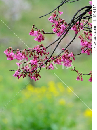 與強姦花後面的櫻花花 與強姦花後面的櫻花花 14614355