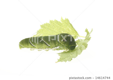 幼蟲，Namiagoeha的幼蟲 14614744